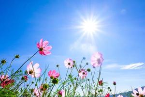 schöne Kosmosblume mit blauem Himmel der sonnige Hintergrund foto