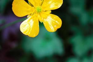 leuchtend gelbe Blüten vor grünem Unschärfehintergrund foto