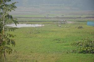 Dorf im Feld foto