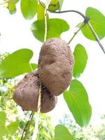 natürliche Dorfkartoffel mit Baum foto