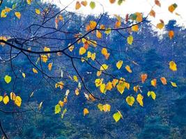 Herbstgelbe Blätter über einem kahlen Baum, der langsam seine Blätter verliert foto