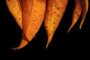 Nahaufnahme von roten oder orangefarbenen Blättern des Pfirsichbaums im Herbst. Die Blätter hängen von oben vor einem dunklen Hintergrund und leuchten in der Sonne. foto