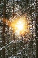 malerischer Winterwald. Bäume an sonnigen Tagen mit Schnee bedeckt. foto