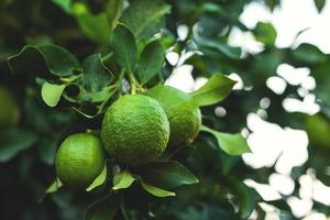 Reife grüne Zitronen auf dem kleinen immergrünen Baum foto