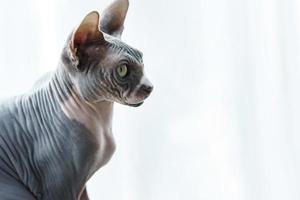 Porträt der süßen kanadischen Sphynx-Katze zu Hause foto