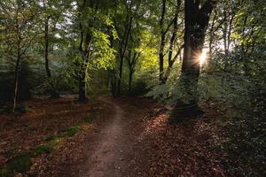 sonniger tag am speulderbos in putten, niederlande foto