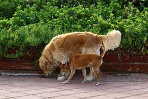 Hund auf einem Spaziergang im Stadtpark. foto