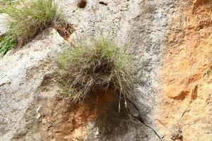 grüne Pflanzen und Blumen wachsen auf Felsen und Bergklippen. foto