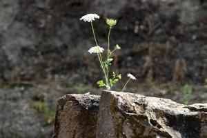 grüne Pflanzen und Blumen wachsen auf Felsen und Bergklippen. foto