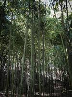 Viele grüne Baumstämme aus Bambusrohren sind groß und flexibel mit einem starken und massiven hohlen Stamm in einem tropischen und subtropischen Wald. Textur. der Hintergrund foto