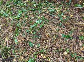 gefallene Äpfel liegen auf dem alten Herbstgras. Früchte fielen vom Apfelbaum auf das Heu. faule, grüne, reife runde Äpfel. Herbststillleben. Fallobst vom Baum foto