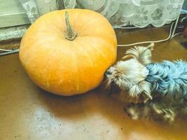 Oranger Kürbis mit dicker Haut. neben ihr schnuppert ein kleiner yorkshire terrier an ihr. kleiner Hund neben einem großen Gemüse foto