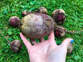 ovale Rüben aus dem Garten gepflückt. hält die Rote-Bete-Frucht in der Handfläche. Rüben mit einem Schwanz. Gartenbau, Landwirtschaft. vor dem Hintergrund anderer Rübenfrüchte foto