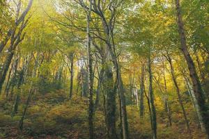 Herbstwald mit Bäumen und goldenem Laub im Flussbett, mit sanftem Sonnenlicht. foto