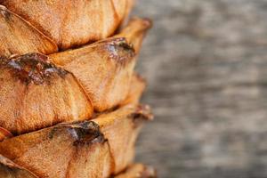 Zedernkegel Nahaufnahme. Pine Cone Peel Textur mit Harztropfen auf grauem Holzhintergrund foto