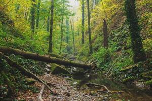 Herbstwald mit Bäumen und goldenem Laub im Flussbett, mit sanftem Sonnenlicht. foto