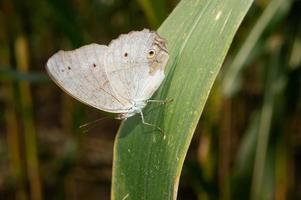 brauner Schmetterling thront auf Maisblatt foto