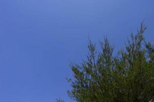 Kopierbereich Blauer Himmel mit Fichtenblättern an der Seite foto