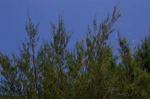 Kopierbereich Blauer Himmel mit Fichtenblättern an der Seite foto