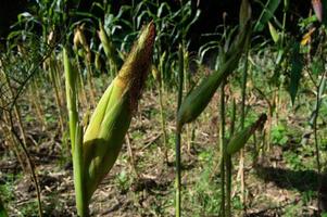 Bereit, Mais in den Tieflandgärten Indonesiens zu ernten foto