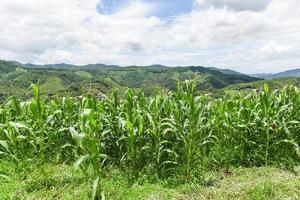 grünes Maisfeld in der Plantage Landwirtschaft asiatischer blauer Himmelshintergrund - Natur des schönen Morgenmaisfeldes auf dem Berg foto