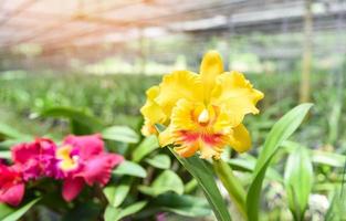 Cattleya-Orchideen rot und gelb schöne bunte Orchideenblüte in der Baumschule des Naturbauernhofes foto