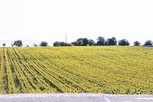 grüne Schnittansicht foto