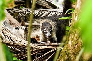 Nasenbär in einem Baum foto