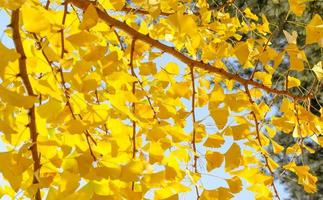 Selektiver Fokus, gelbe Ginkgo-Biloba-Blätter im Herbst auf Himmelshintergrund foto
