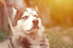 stolzer, hübscher junger Husky-Hund mit Kopf im Profil, der im Garten sitzt foto