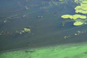 die Oberfläche eines alten Sumpfes, der mit Wasserlinsen und Lilienblättern bedeckt ist foto