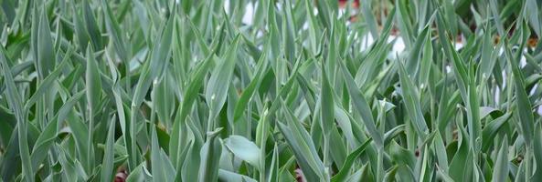 In einem Blumenbeet wachsen viele grüne Stängel von roten Tulpen foto