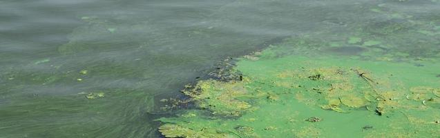 die Oberfläche eines alten Sumpfes, der mit Wasserlinsen und Lilienblättern bedeckt ist foto