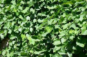 Textur einer Wand, die mit Efeu aus grünen Blättern in einem Weinberg bewachsen ist
