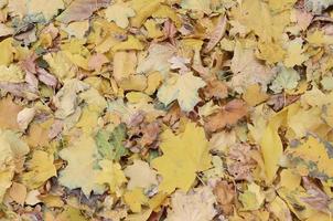 eine große Anzahl gefallener und vergilbter Herbstblätter auf dem Boden. Herbst Hintergrundtextur foto