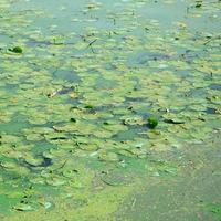 die Oberfläche eines alten Sumpfes, der mit Wasserlinsen und Lilienblättern bedeckt ist foto