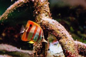 Bunte tropische Fische und Korallen unter Wasser im Aquarium foto