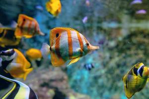 Bunte tropische Fische und Korallen unter Wasser im Aquarium