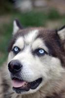 Arctic Malamute mit blauen Augen Schnauze Porträt Nahaufnahme. Dies ist ein ziemlich großer einheimischer Hundetyp foto