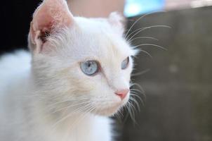 Reinweiße Katze mit türkisblauen Augen und rosa defekten Ohren foto