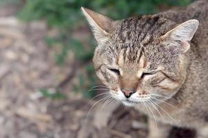 Trauriges Schnauzenporträt einer grau gestreiften Tabby-Katze mit grünen Augen, selektiver Fokus foto