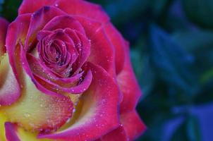 frische und nasse Rose mit Tröpfchen im Makro foto