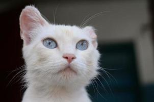 Reinweiße Katze mit türkisblauen Augen und rosa defekten Ohren foto