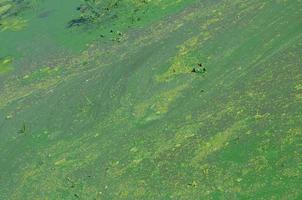 die Oberfläche eines alten Sumpfes, der mit Wasserlinsen und Lilienblättern bedeckt ist foto