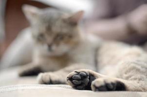 traurige Tabby-Katze, die draußen auf einem weichen Sofa liegt und sich mit der Pfote im Fokus ausruht foto