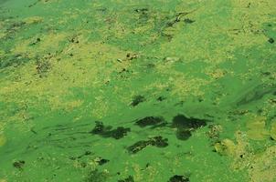 die Oberfläche eines alten Sumpfes, der mit Wasserlinsen und Lilienblättern bedeckt ist foto