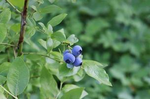 Makrofoto von reifen Heidelbeeren im Laub foto