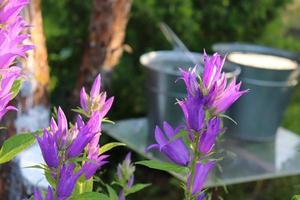 Glockenblumen und Wassereimer im Dorf foto