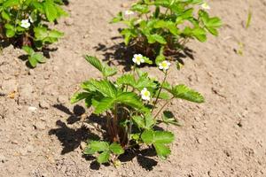 Foto von blühenden Erdbeeren im Garten im Dorf