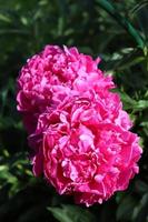 Rosa blühende Pfingstrosen im Garten
